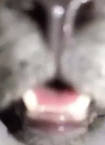 Getting eaten by giant cat POV