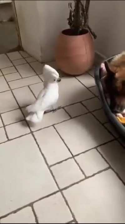 Who barks better?