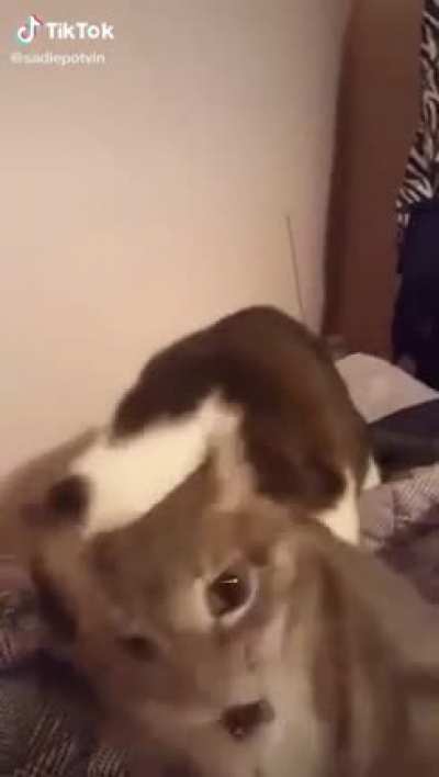 C h o m p