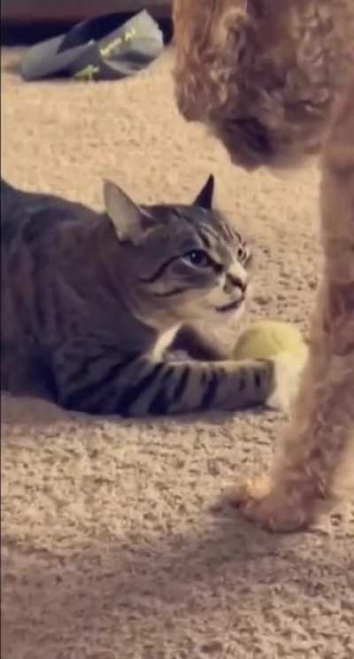 Мой мячик!