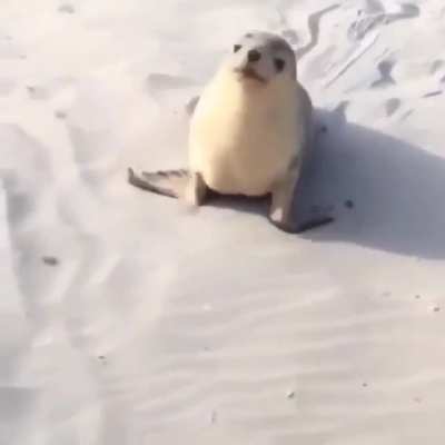 The battle cry of a baby sea lion