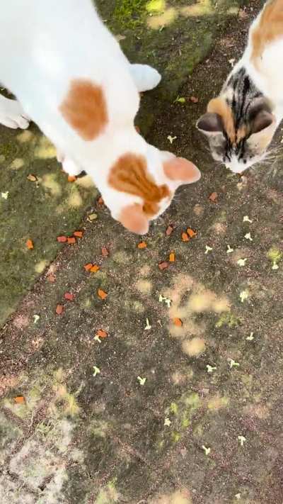 Feeding stray cats for the first time and she&rsquo;s loving it I guess