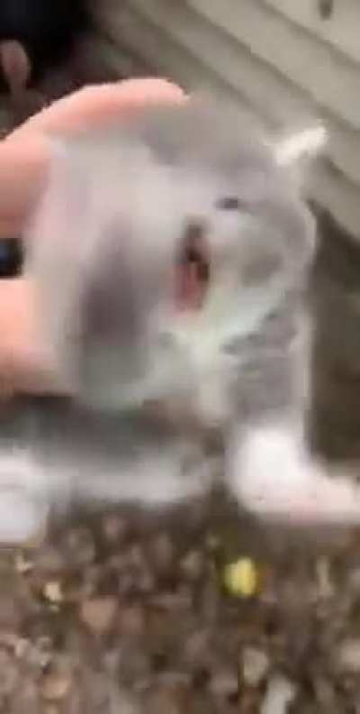 glitch cat
