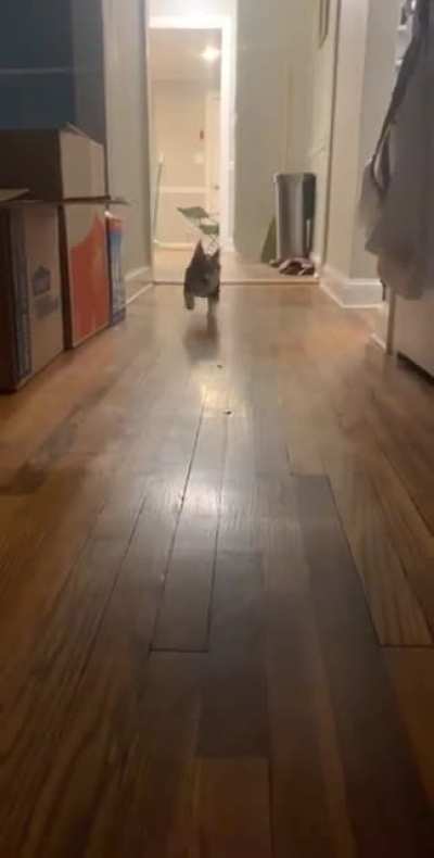 Vicious dog attack caught on camera
