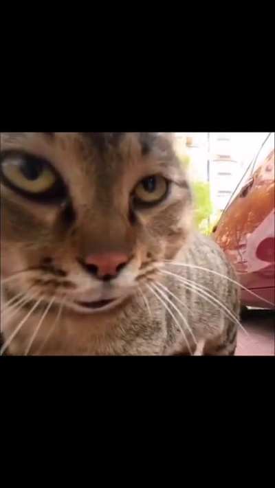 😾😾😾