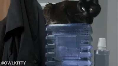 The Office - With a Cat (OwlKitty)