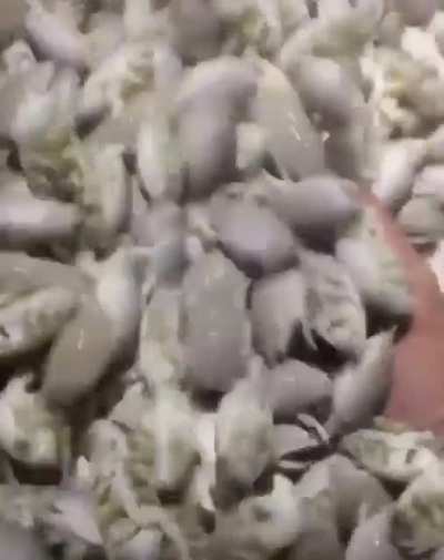 Giant sand fleas