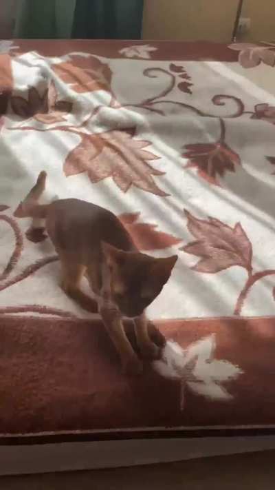 She&rsquo;s a hard working little chambermaid