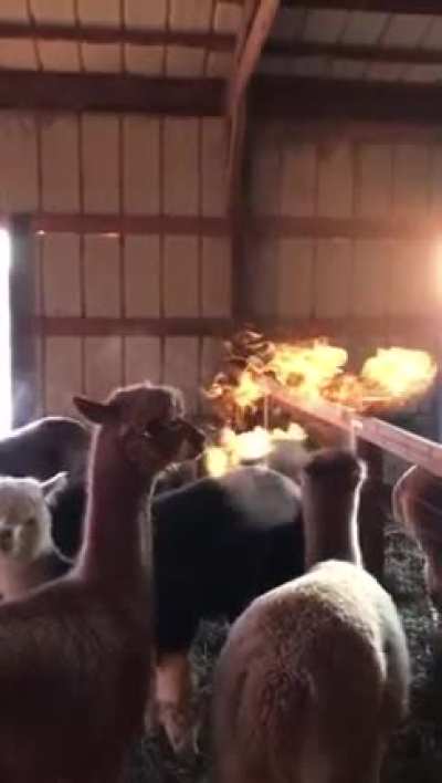 Alpacas breathing "fire" (An optical illusion caused by sunlight hitting at the perfect angle)