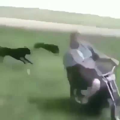 XD