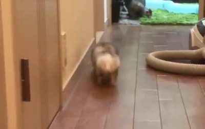 Sentient slinky