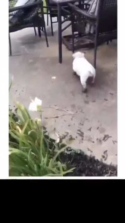 Doggo loves the mud