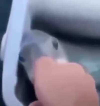 Fish?