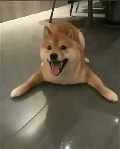 Un perrito para alegrar el s&aacute;bado