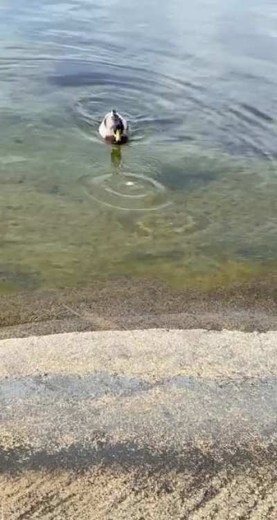 yoink