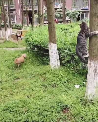 Looney tunes scene IRL