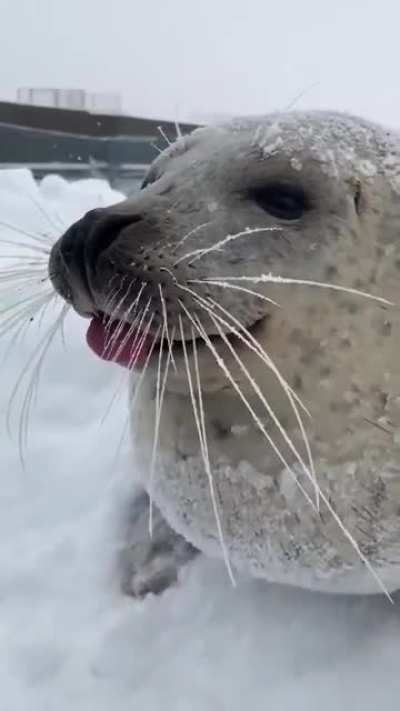 Cute boi