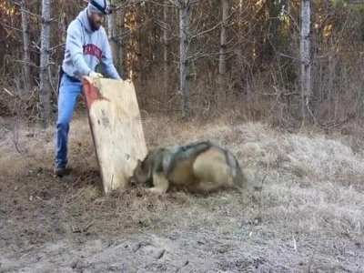 Wolf caught in a trap. One man doing good to counter another man's evil.