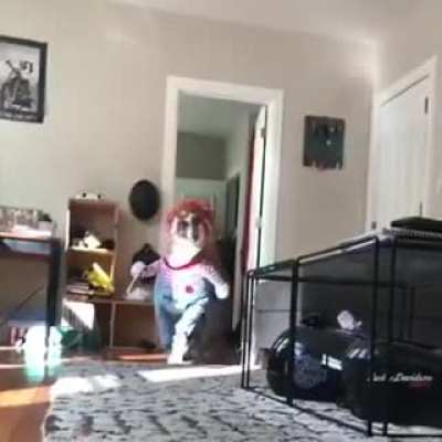 kiLLeR FucKinG CloWn StaBS cAmEraPeRson To DeaTH