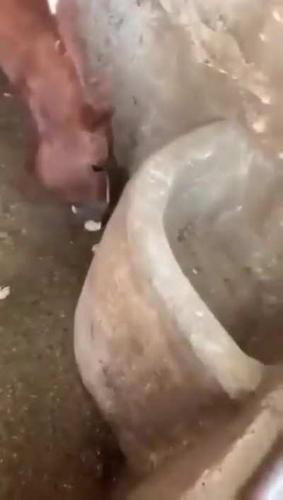 Snack