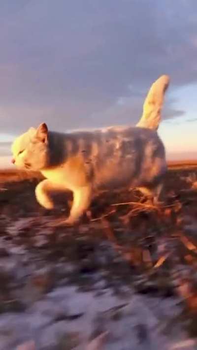 Roaming through the grassland