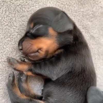 Little man big yawn