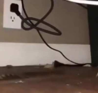 "🔄🔄🔄🔄🔄"- 🐀