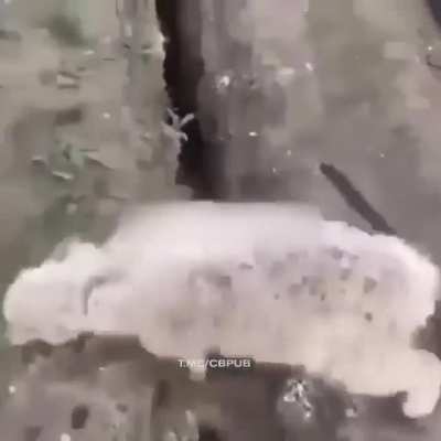 Dumb sheep
