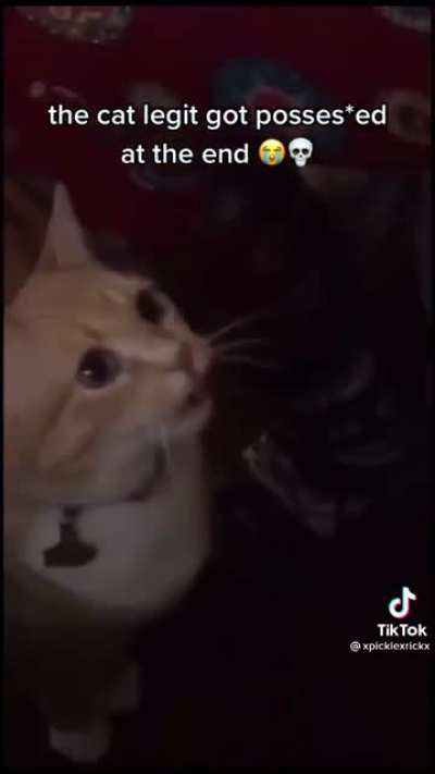 Don't drip oil on the cat