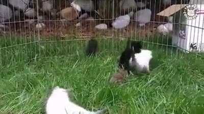 awww