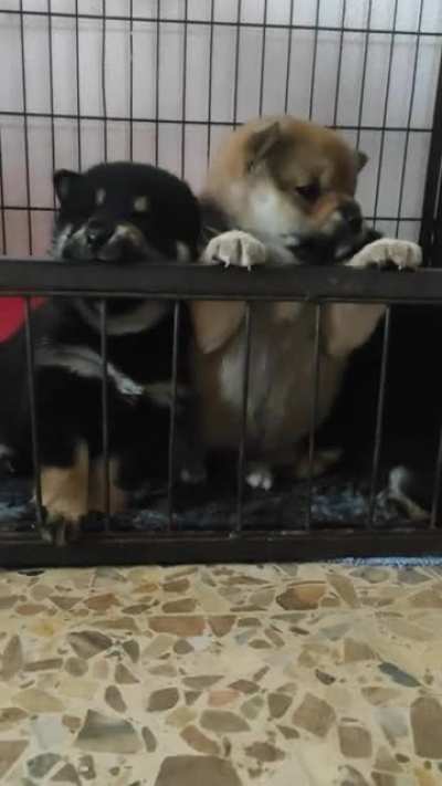 Learning the shiba&rsquo;s scream - 4 weeks old