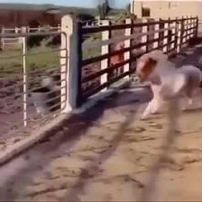 pony