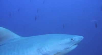 The exact moment that "Oh, neat a Galapagos shark" turns into "Welp, I'm going to die."