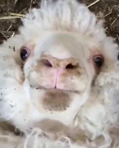 BEEEEH