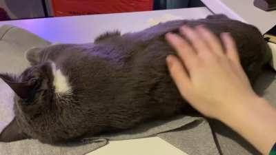 I the cat&rsquo;s back