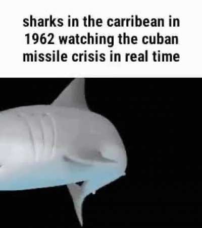 i love this shark