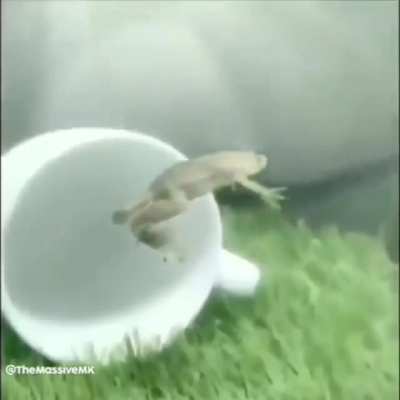 Rana volando