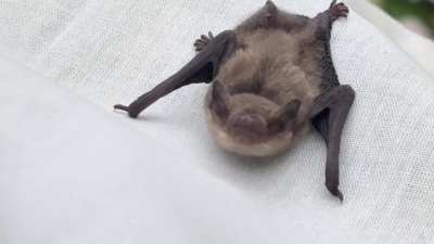 A night visitor
