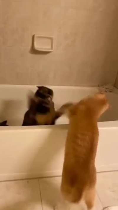 2 FiERcE TiGeRs HaVE A BaTtLe tO ThE DeATh