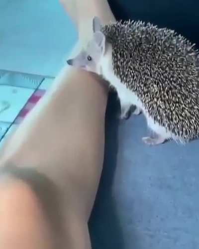 heghog go munch