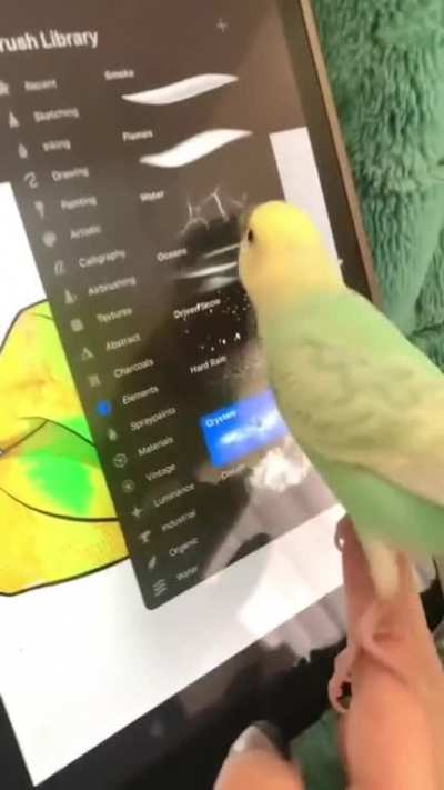 Bird Artist