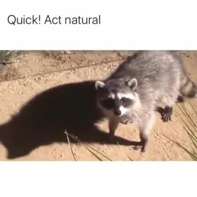 Just act normal
