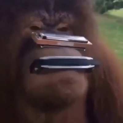 Ape music 👍🏿 👍🏿 👍🏿