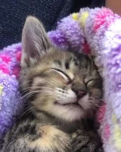 Tuna... with some chicken... and catnip. Definitely catnip