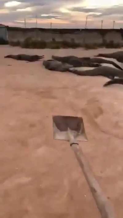 Los cocodrilos le temen a la pala