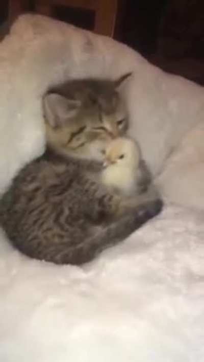 Немного милоты