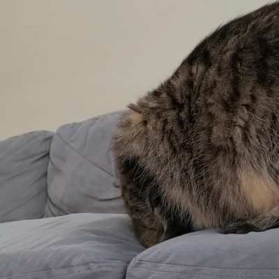 Why we are getting a new couch (wait for it)