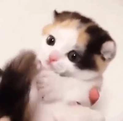 He monch