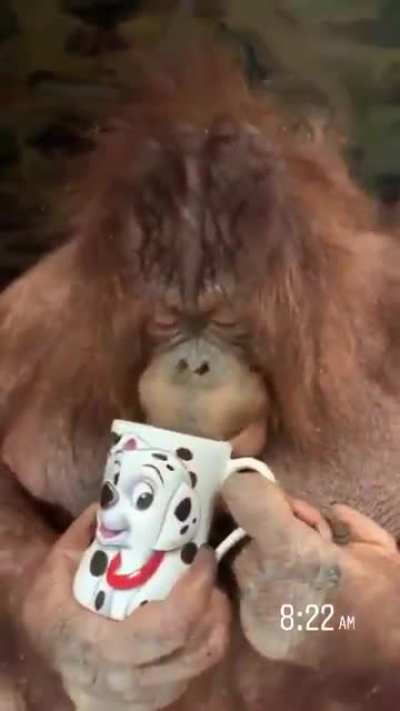 Cabeludo tomando caf&eacute; no come&ccedil;o das lives