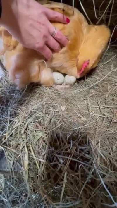 Duck eggs may be hatched naturally by placing them under a broody chicken. A broody hen is when she would like to hatch eggs &amp;amp; sits on them for an extended period of time, allowing her body temp to increase &amp;amp; her to hatch. Here I'm giving my brood